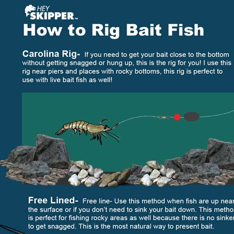 Buy Fishing Rigs Saltwater Fishing Bait Rigs,12 Packs Real Fish