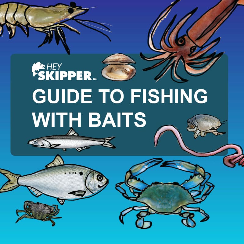 Saltwater Anglers Guide to Fishing with Bait- How to rig, use and catch  fish with bait